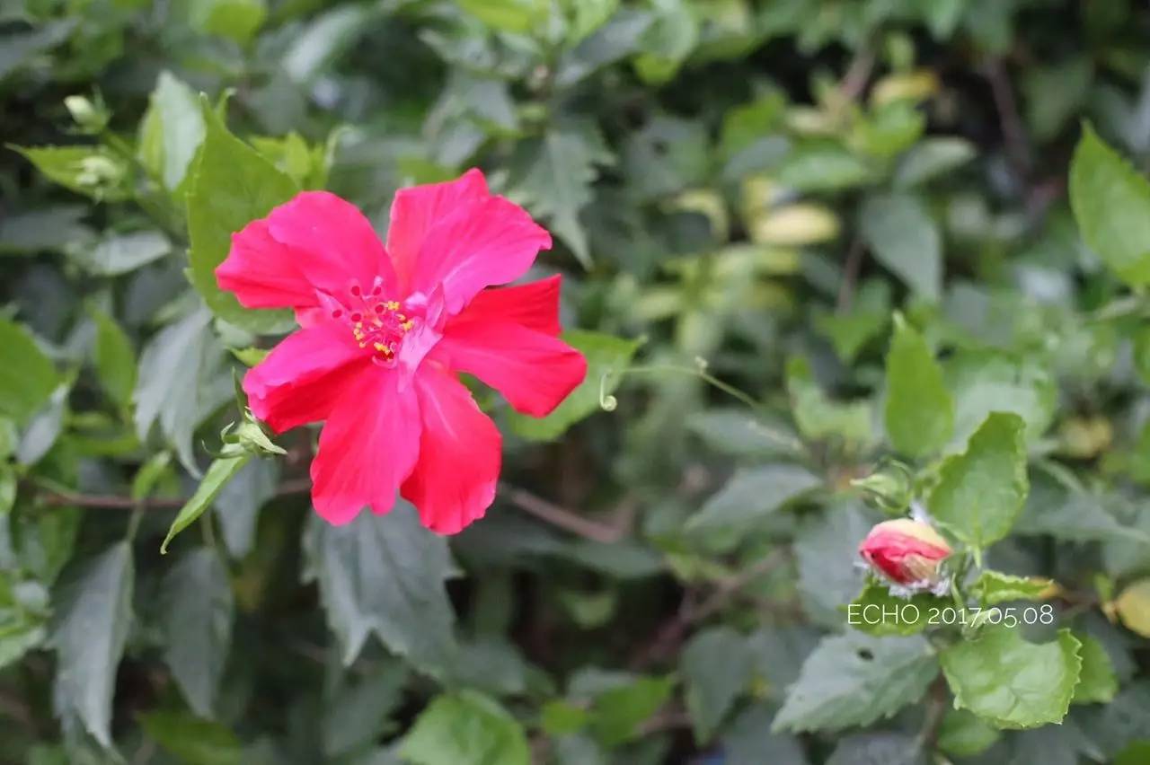 珠海赏花,现在珠海哪里赏花