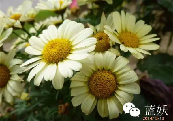 怎样才可以把玛格丽特花养好,玛格丽特花养多久爆花