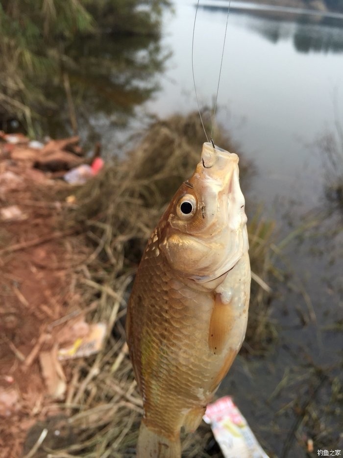 2016第四钓大腰水库