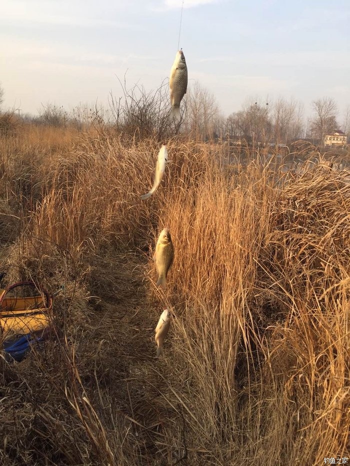 钓鲫鱼红虫带散炮,废弃鱼塘钓鲫鱼