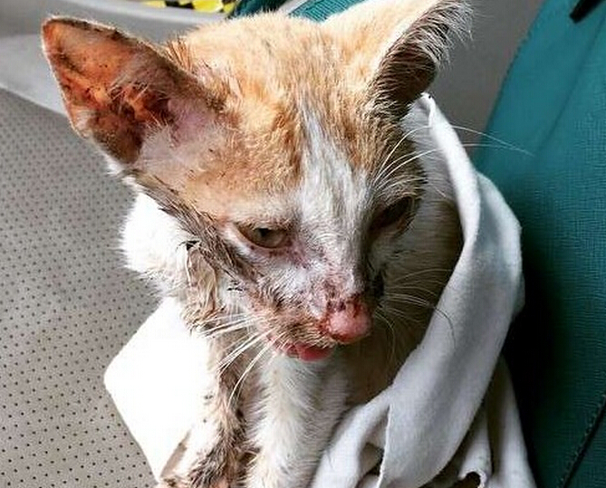 流浪小猫出车祸后，下巴严重脱臼变小怪物，直到好心人收养后！