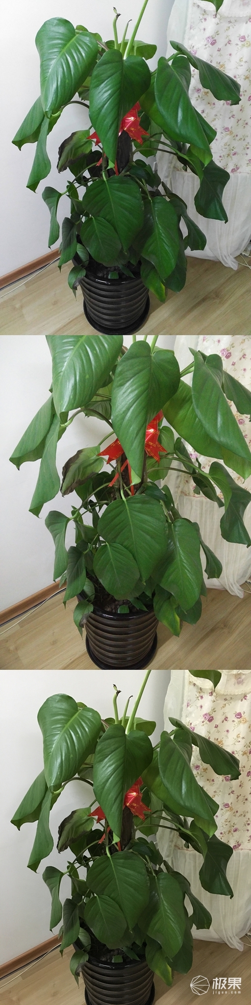 锤子t2评测爱否科技,锤子t2评测zealer