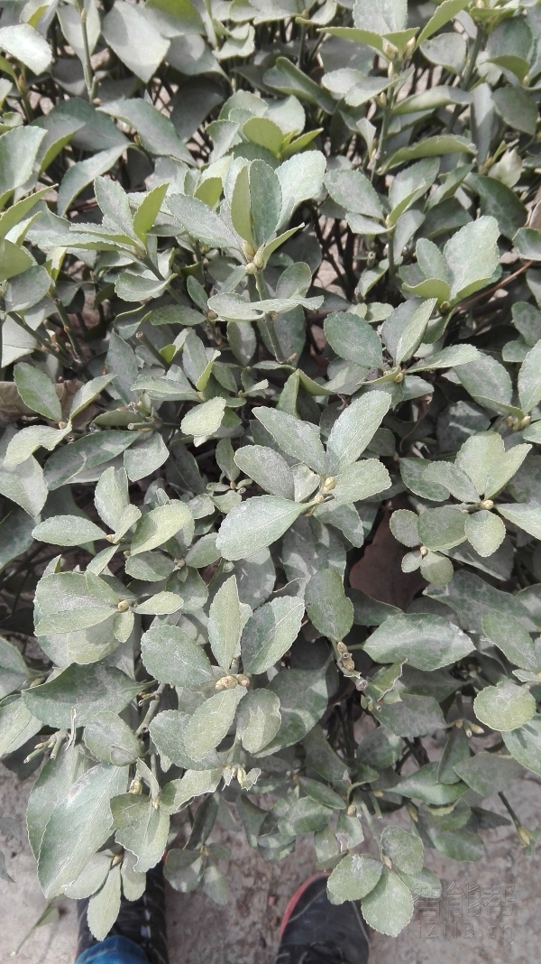 荣耀畅玩4x拆机图解,荣耀畅玩4x使用体验