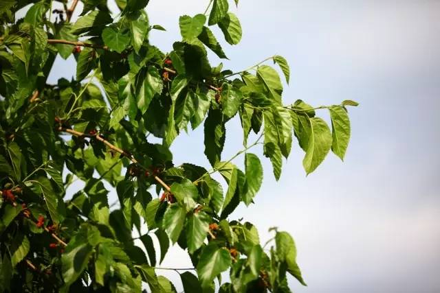 桑葚园采摘技巧,蓟州白桑葚鲜果