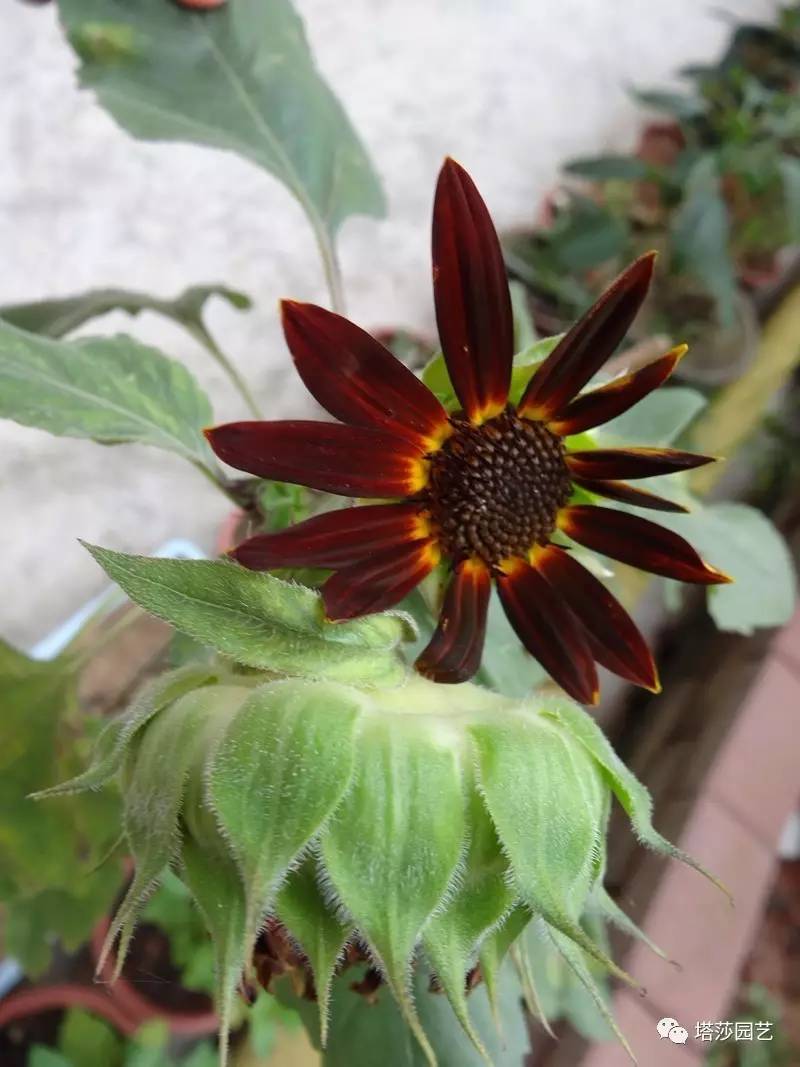 小城花事，泥土中滋生的花园梦