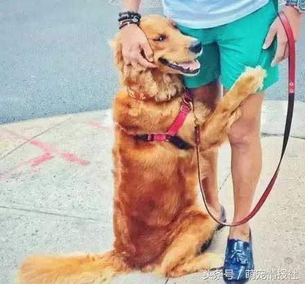 两个月金毛为什么喜欢抱大腿,为什么金毛总是抱大腿