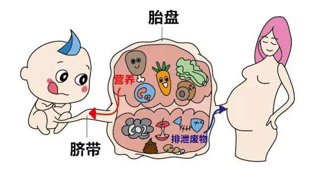 人体胎盘可以生吃吗,胎盘能吃吗对人体真的有益吗