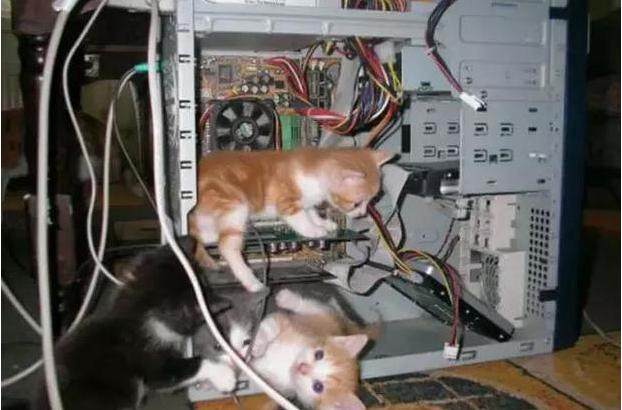 猫咪为了吃到肉有多努力,猫咪为了干饭努力的身影真感动