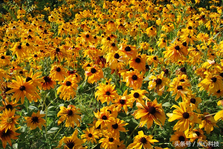 和向日葵相似的是什么花,长得像向日葵一样小小的花
