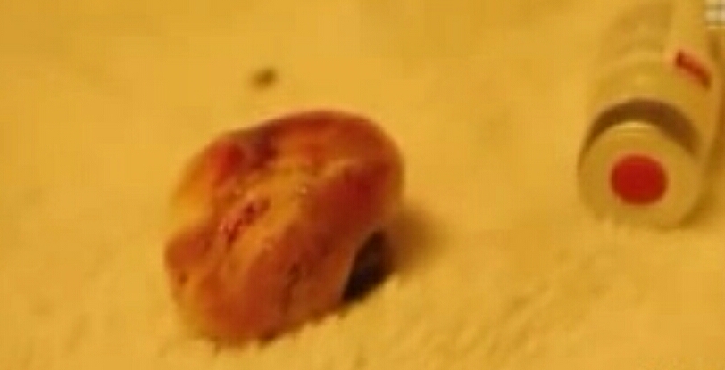 在蜱虫身体注射一氧化碳,蜱虫注入双氧水会怎么样