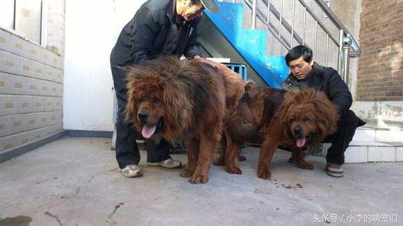 宠物知识学习,宠物狗知识全集