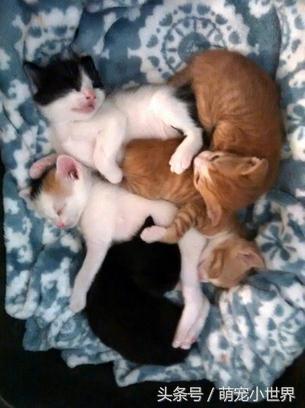 爱猫的主人,给猫咪装饰客厅