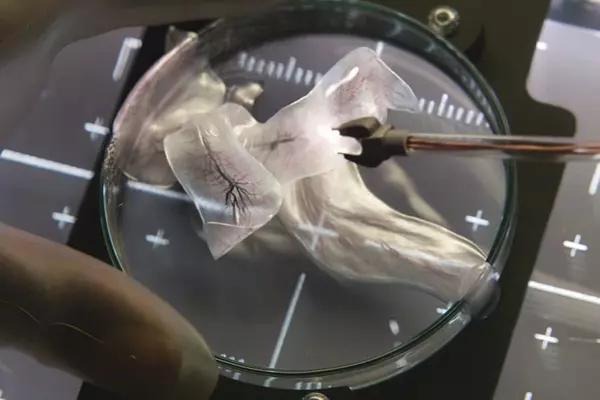 异星觉醒精彩部分,异星觉醒评分