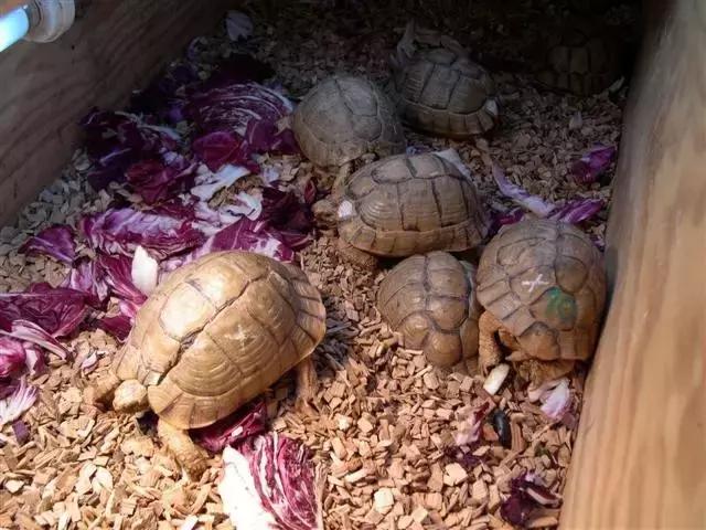 它被人冠以“小安格”的名号,却比真的安哥更金贵