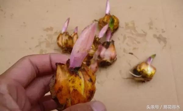 地栽百合花种球会自己繁殖吗,百合花的栽培视频