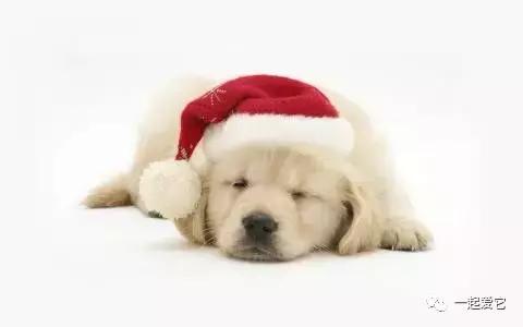 养宠知识狗狗呕吐了怎么办,小土狗无精打采怎么了