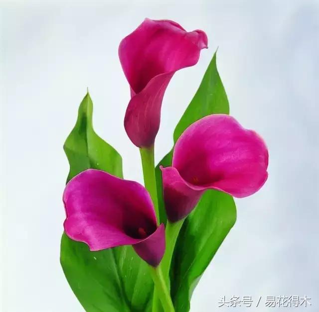 马蹄莲花怎么养护和浇水,如何让马蹄莲一年四季都活着