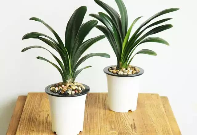 姘村煿鐜夋爲妞嶇墿,鐩嗘牻鐨勯搧鏍戝彲浠ユ按鍩瑰悧