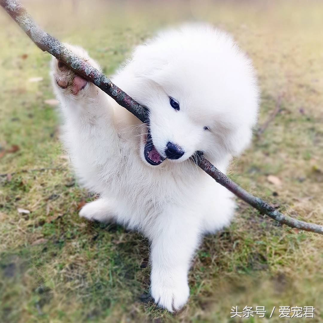 狗狗耳朵原来是立的怎么会垂下去,萌宠趣事是什么意思