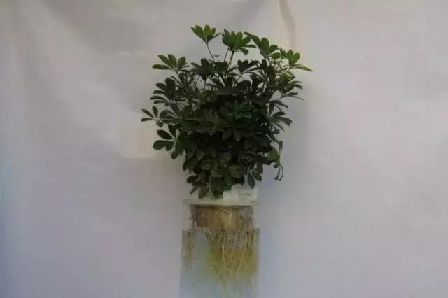 姘村煿鐜夋爲妞嶇墿,鐩嗘牻鐨勯搧鏍戝彲浠ユ按鍩瑰悧