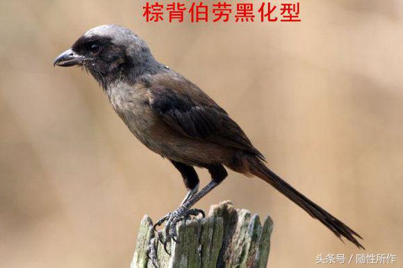 饲养伯劳的最佳温度是多少,伯劳饲养对身体有什么危害