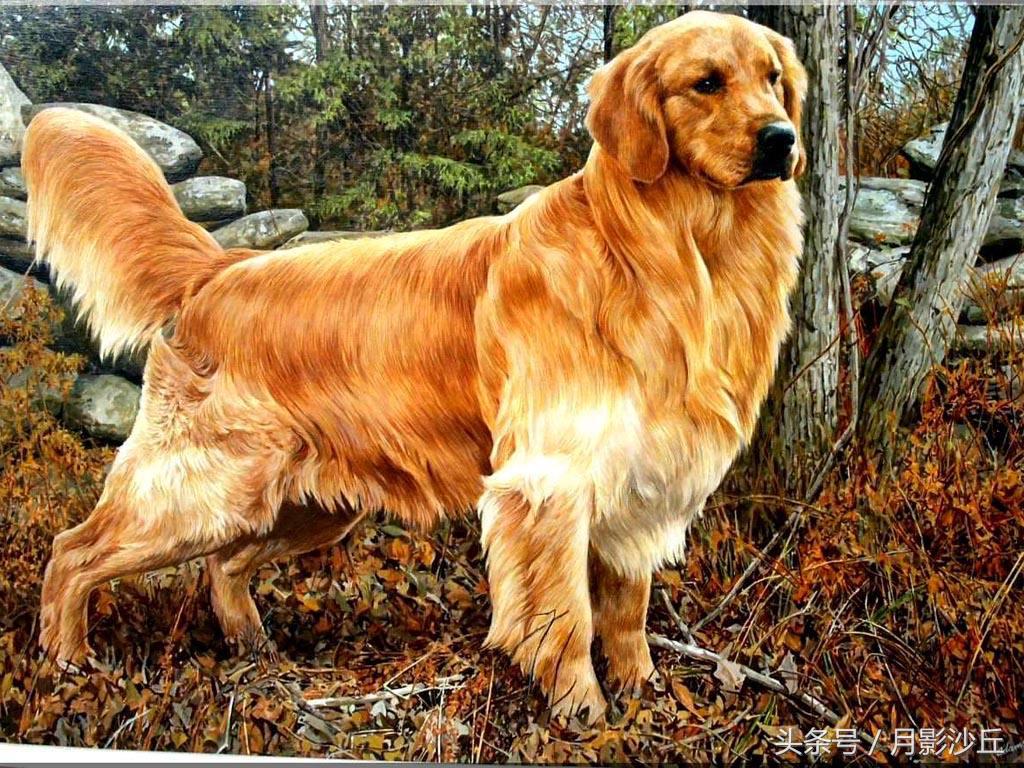 狗狗美毛粉哪个牌子好,狗狗美毛喂什么