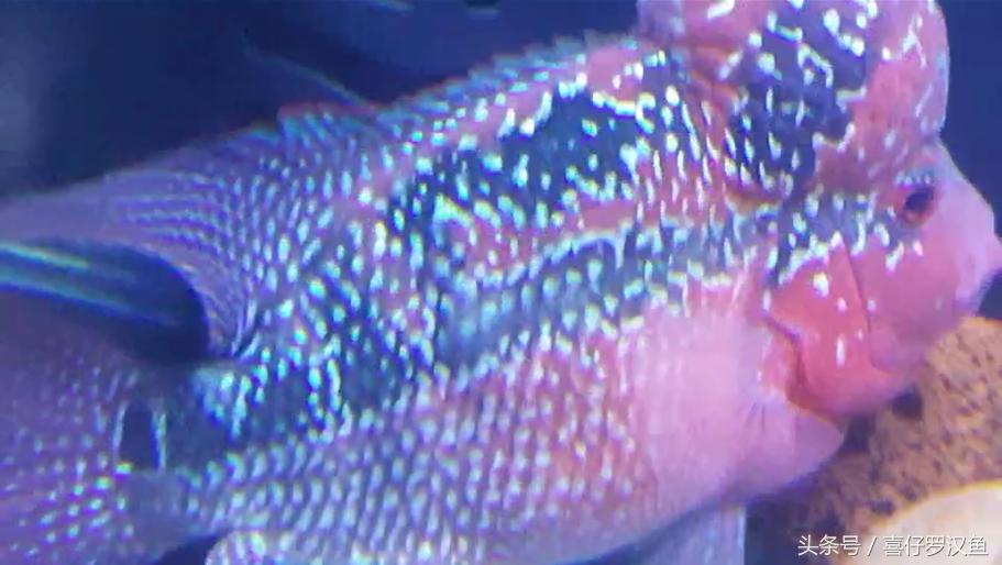 罗汉鱼有水霉病怎么办,罗汉鱼的水霉病怎么治疗