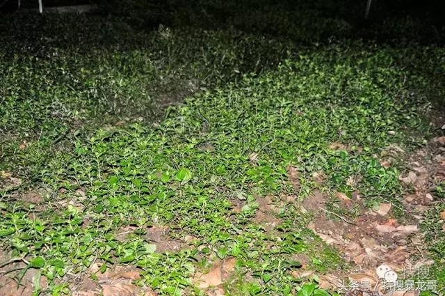 中山南头烧鹅网红美食排行榜,中山南头最好吃的烧鹅