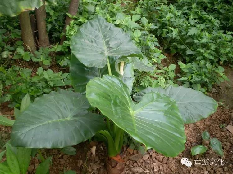 珠海几种常见的花,适合广东地区的观赏植物