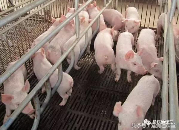 仔猪在保育期需要注意什么,保育仔猪如何管理
