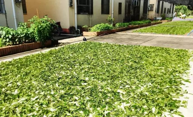 茶旅｜温润如水仙，会是你生活中的日常