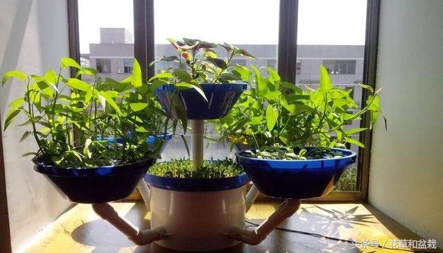 阳台花盆种一次吃一年的蔬菜,种一个阳台水培蔬菜