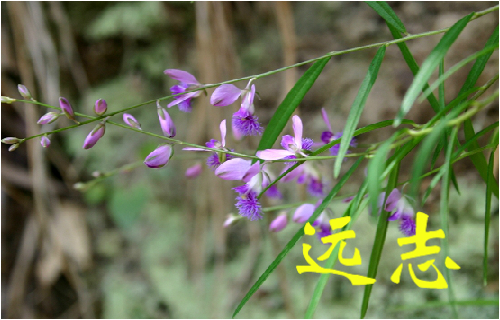 农村常见的43种中草药,农村常见却被忽略的草药