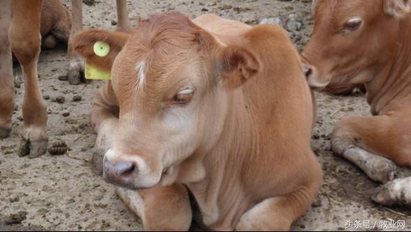 养牛要养什么品种的肉牛最好,简单高效的养牛方法