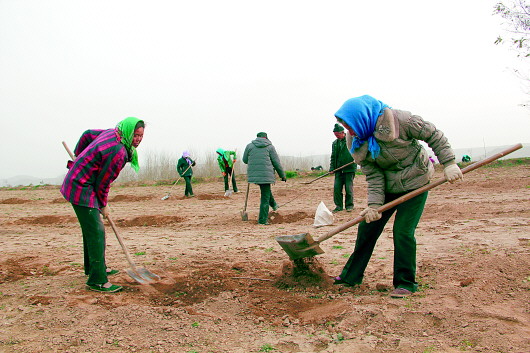 苹果树叶上长带刺的毛是怎么回事,苹果树叶长虫子怎么回事