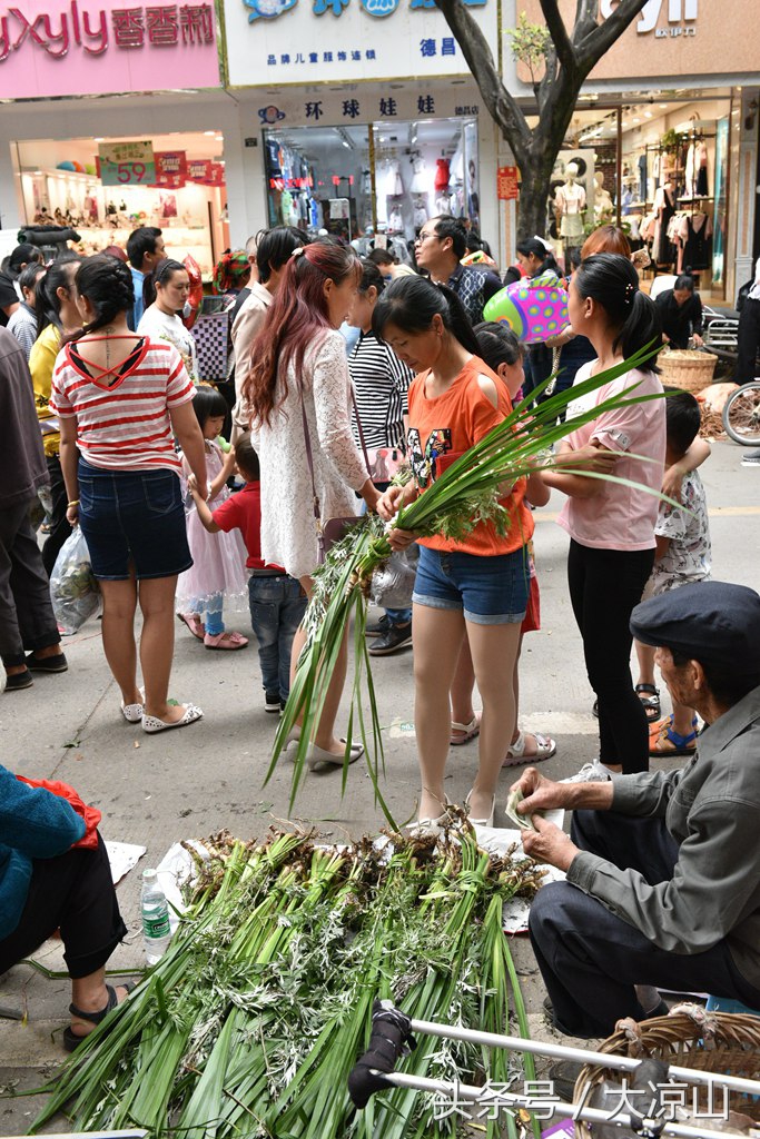 神奇的“黑根”,德昌端午节寻常百姓家药膳必备