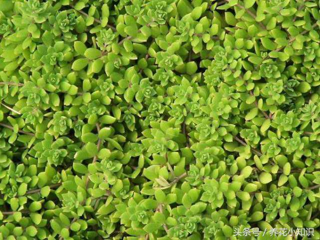 盆栽花卉一边发黄一边发绿,花卉黄叶变绿最快方法