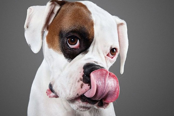 狗狗拉肚子的最快解决办法,狗狗拉肚子不怎么严重怎么办