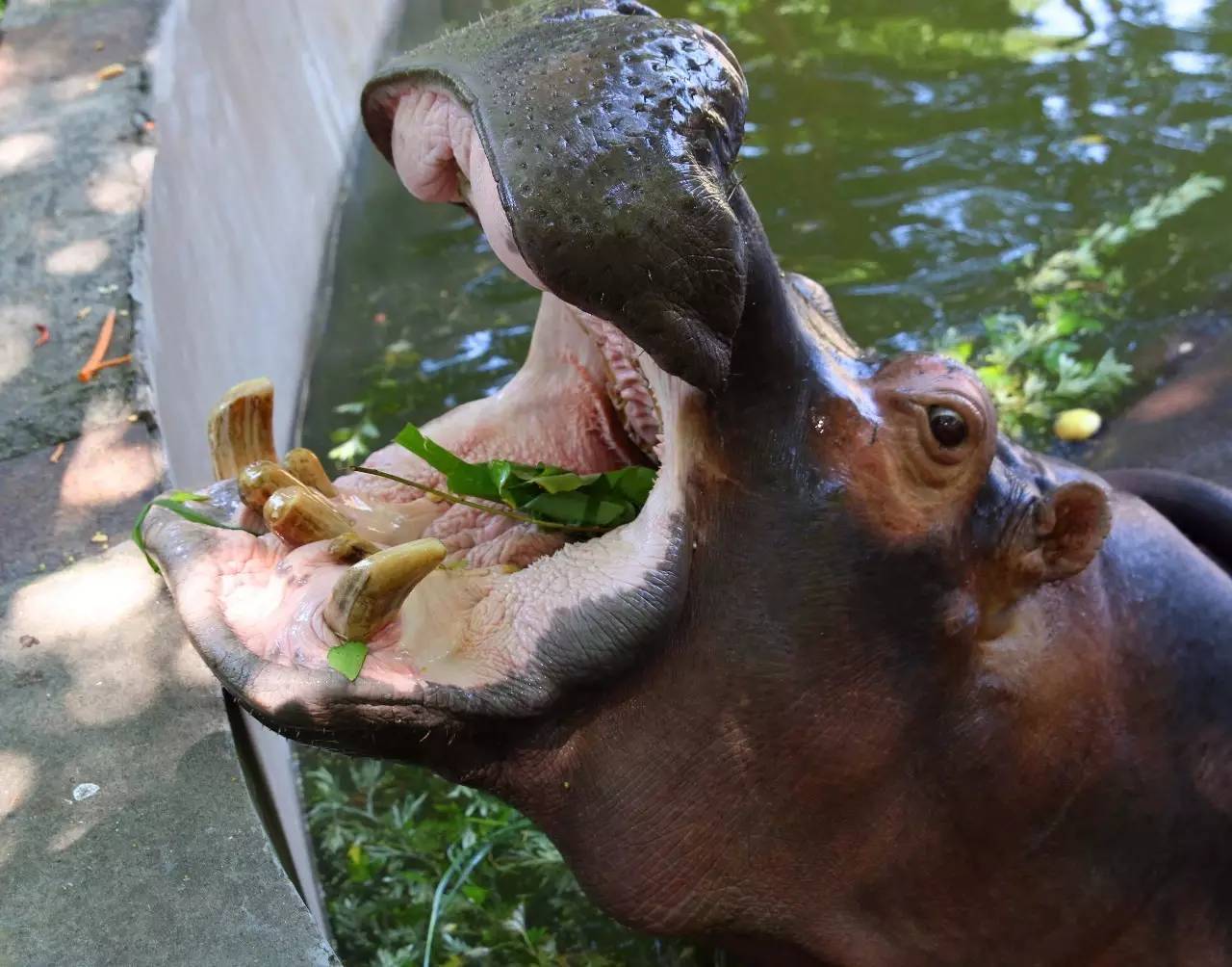 端午节河马夫妇享受浪漫艾草浴，你们端午在干什么？
