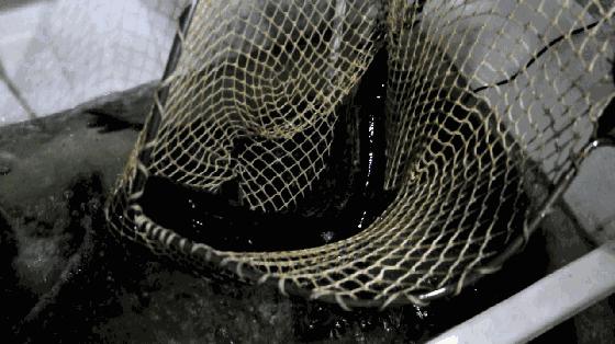 中山南头烧鹅网红美食排行榜,中山南头最好吃的烧鹅