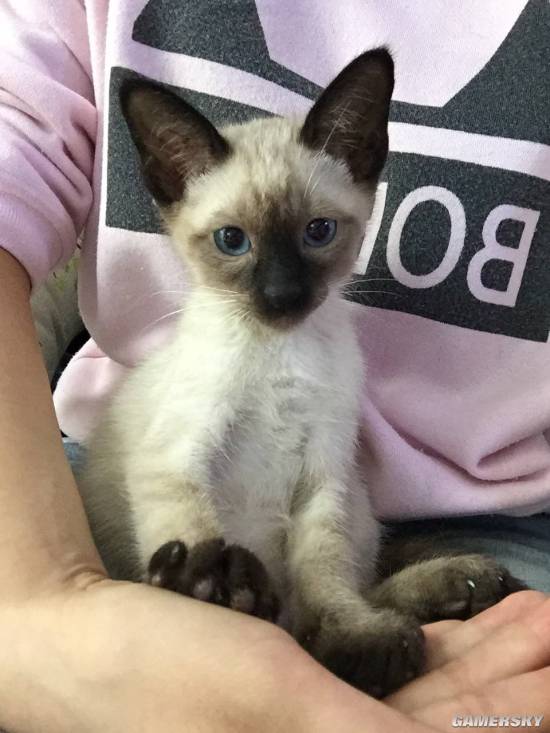 八大珍稀猫,十大名贵猫大黑猫多少钱