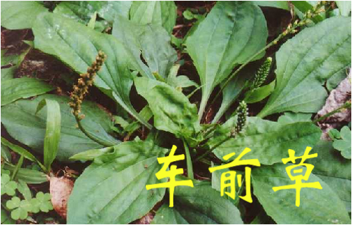 农村常见的43种中草药,农村常见却被忽略的草药