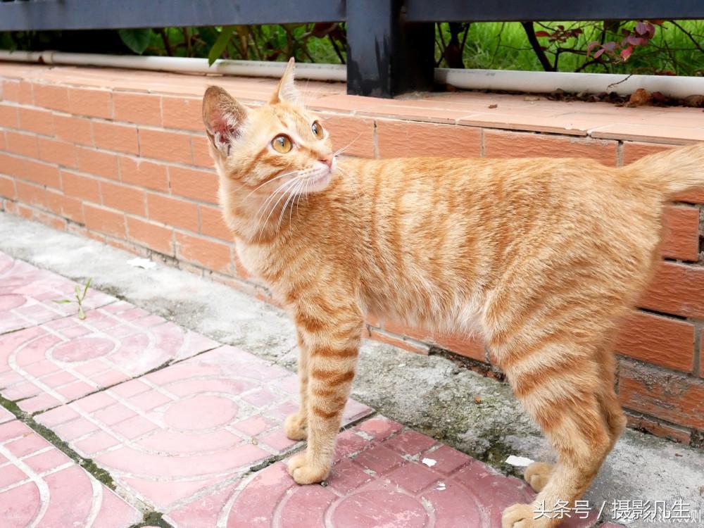 松下gf9值得入手吗,评价松下gf9拍摄视频4k效果