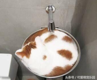 如果抓住猫的尾巴猫会怎么反应,不小心踩到猫咪的尾巴了