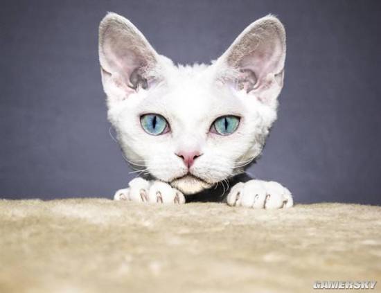 八大珍稀猫,十大名贵猫大黑猫多少钱