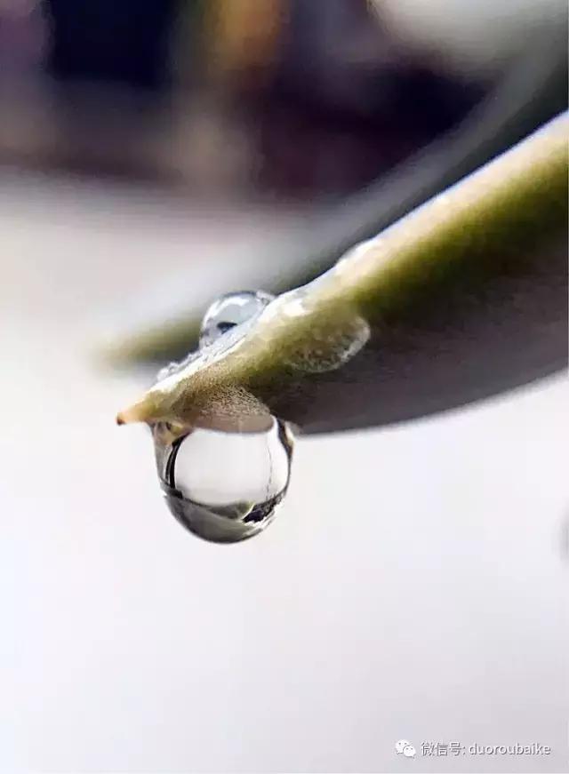 沉浸在花花草草的世界里,沉浸在动物和花海世界中