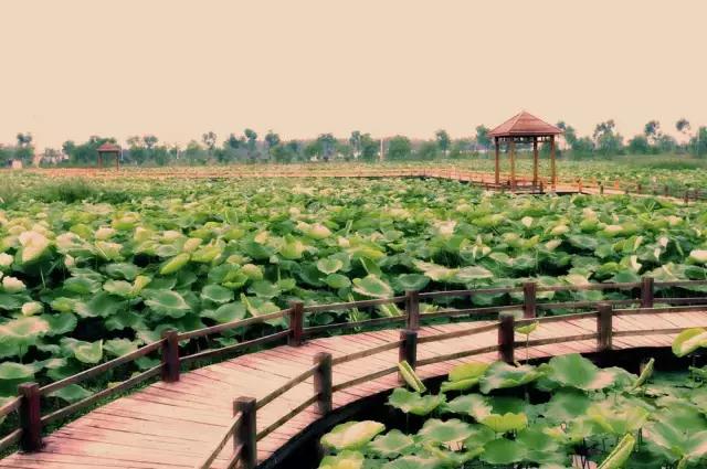 院士专家创新工作站,院士推动医疗发展