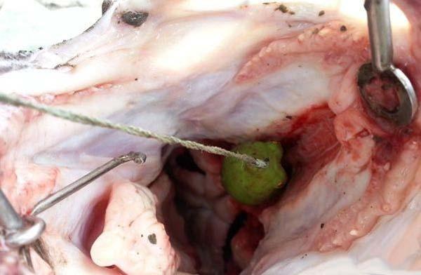 成年黑鱼有多强,野生黑鱼有多强