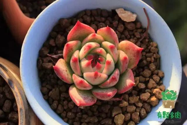 吉娃娃正版颜色,正版吉娃娃