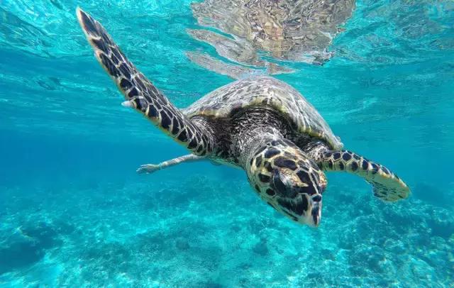 巴厘岛浪漫的海岛,巴厘岛爱情迷宫旅游攻略